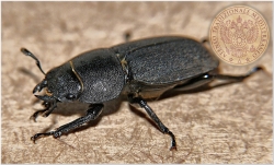 45 scarabeo